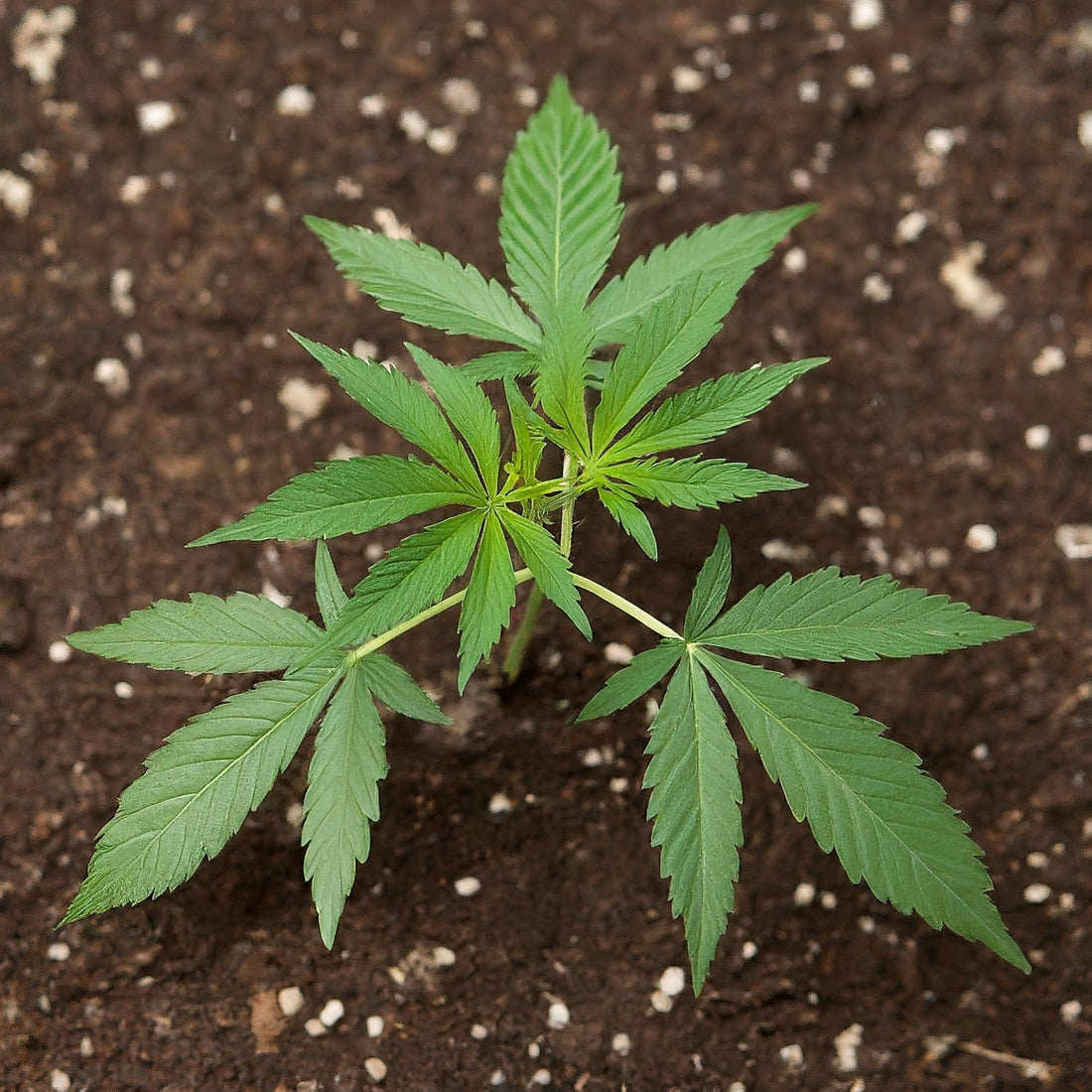 Do Feminized Cannabis Seeds Need Nutrients?