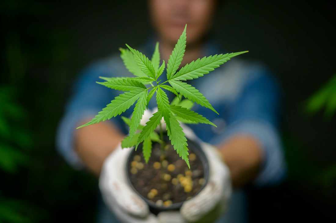 Explore the Cannabis Growth Cycle: A Step by Step