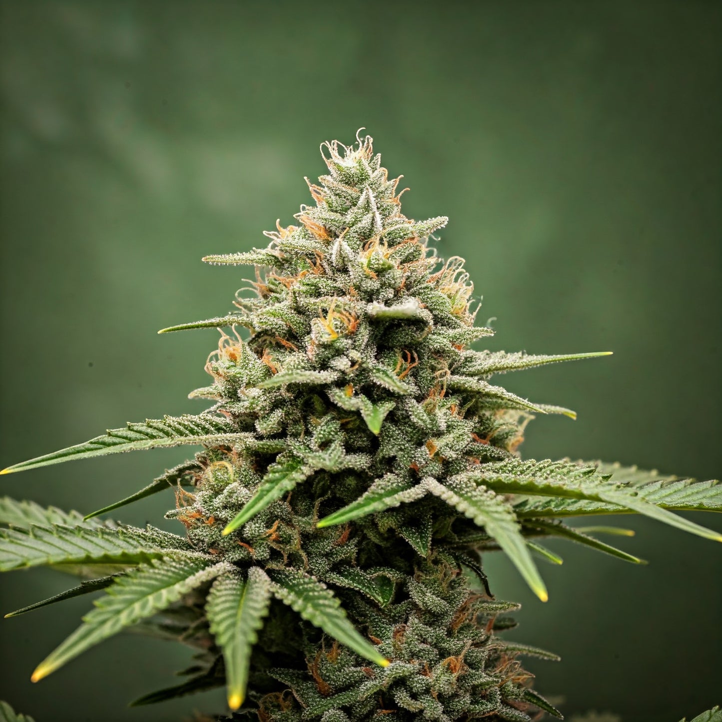 Amnesia Haze Feminized Seeds