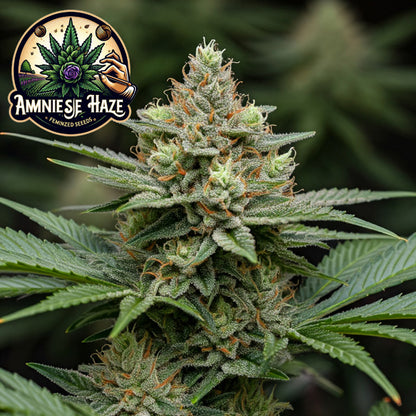 Amnesia Haze Feminized Seeds