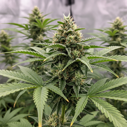 Apple Fritter Autoflower Seeds