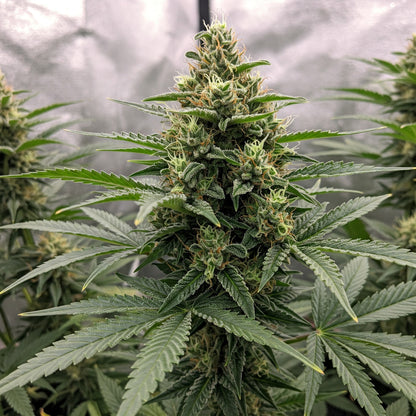 Biscotti Feminized Seeds