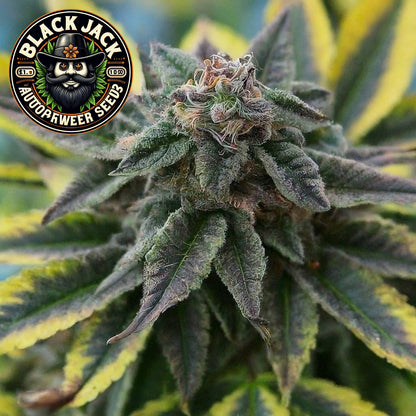 Black Jack  Autoflower Seeds