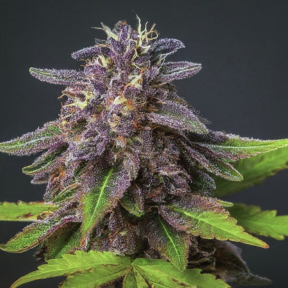 Black Russian - Indica Feminized Marijuana Seeds