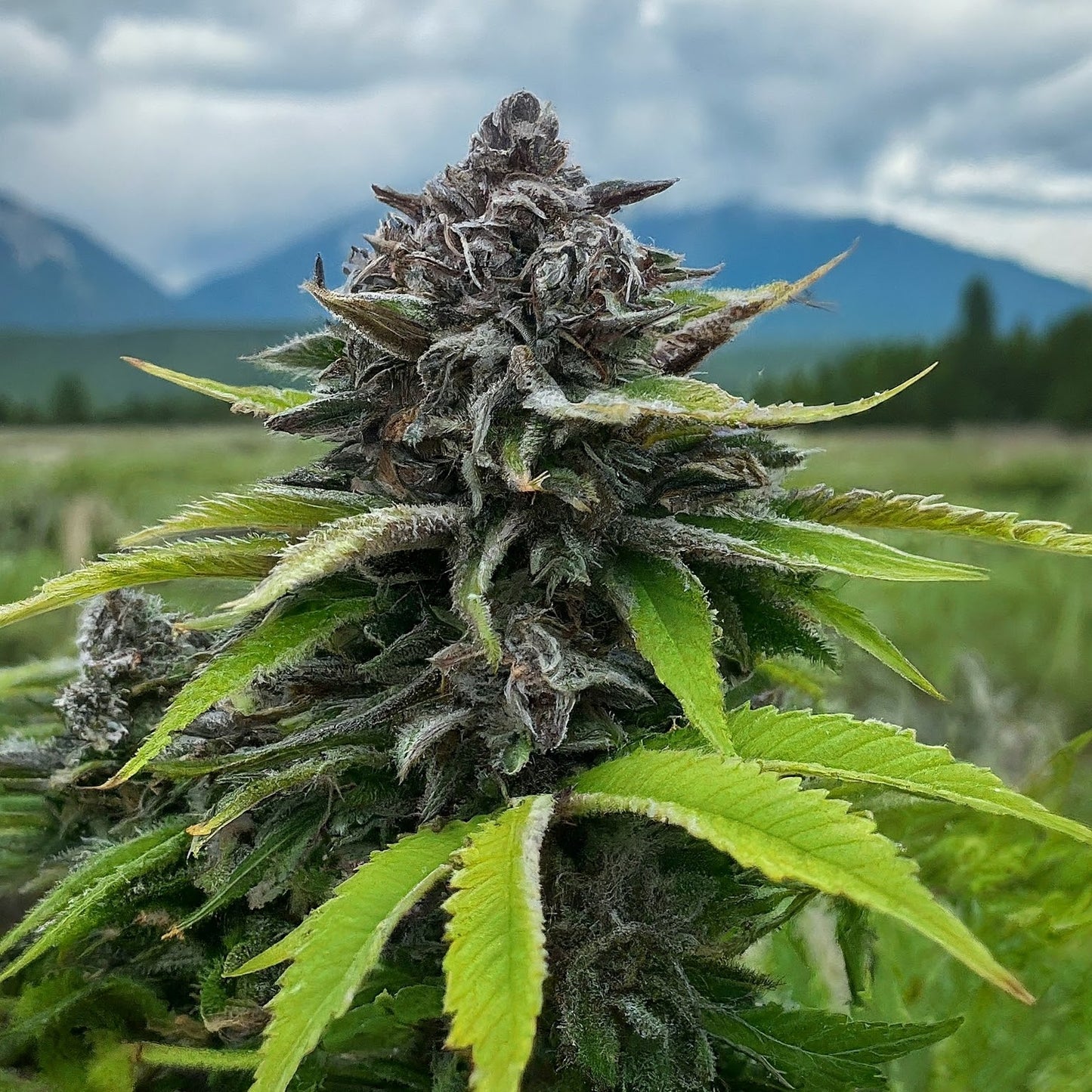 Black Russian - Indica Feminized Marijuana Seeds