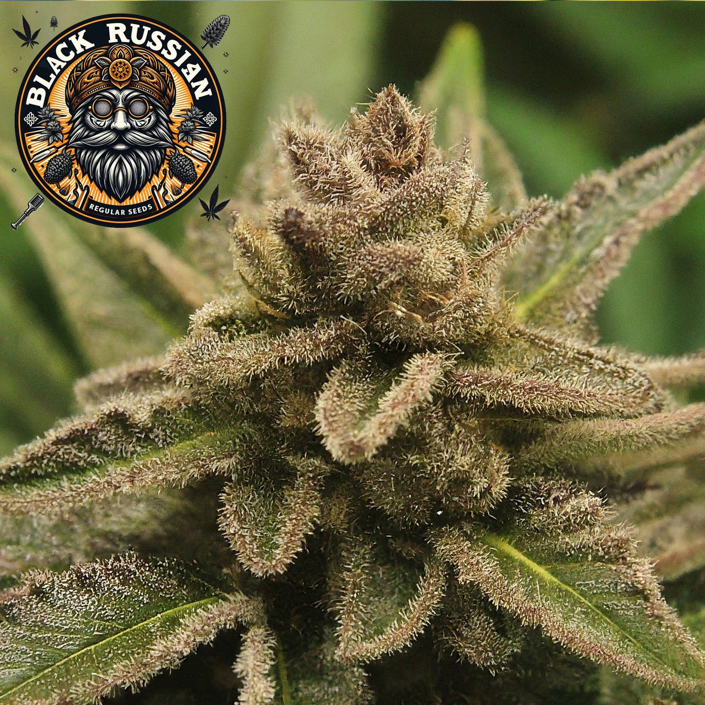 Black Russian Regular Seeds