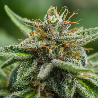 Black Widow - Sativa Feminized Marijuana Seeds