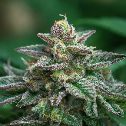 Blue Dream - Autoflower MarijuanaSeeds