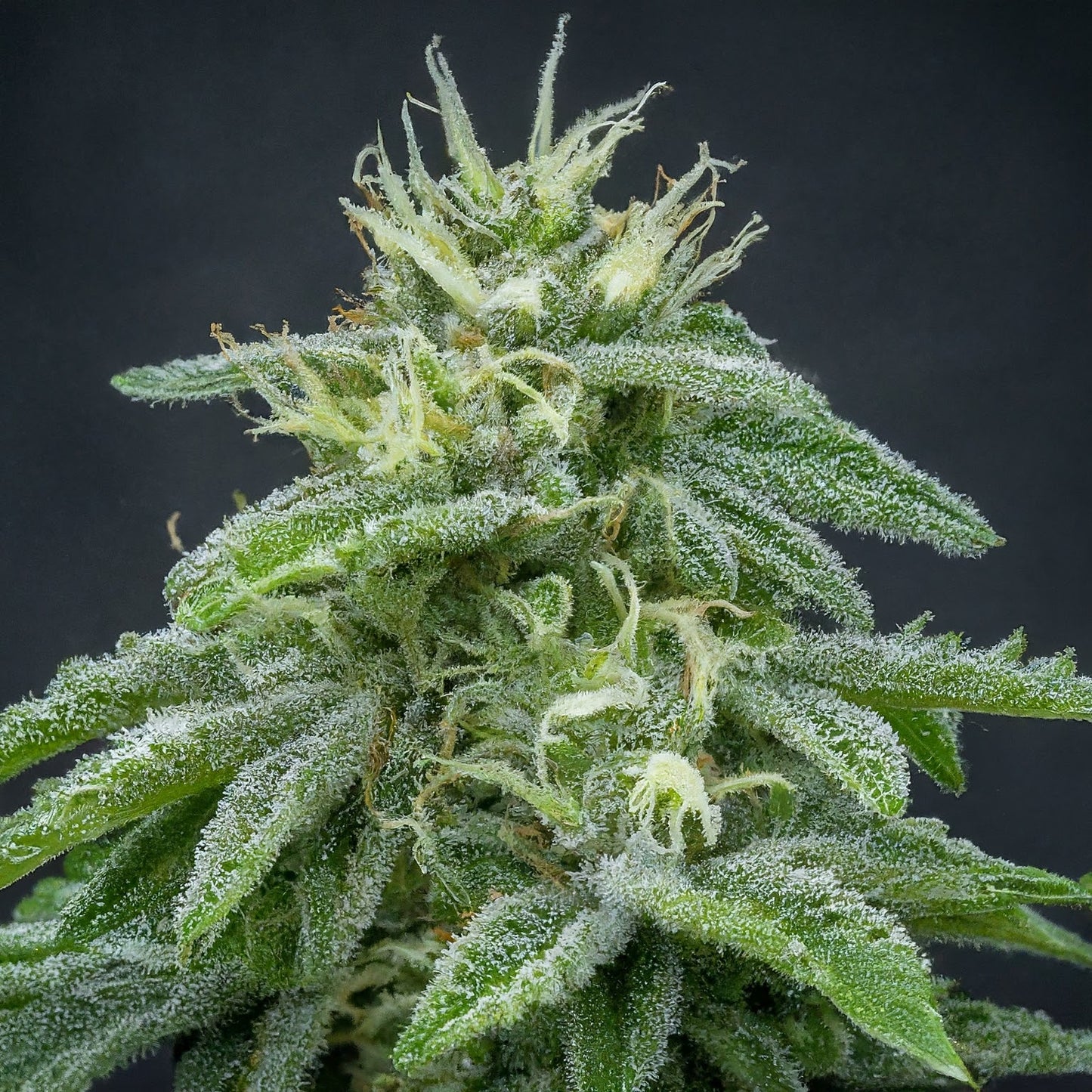 Blue Dream - Autoflower MarijuanaSeeds