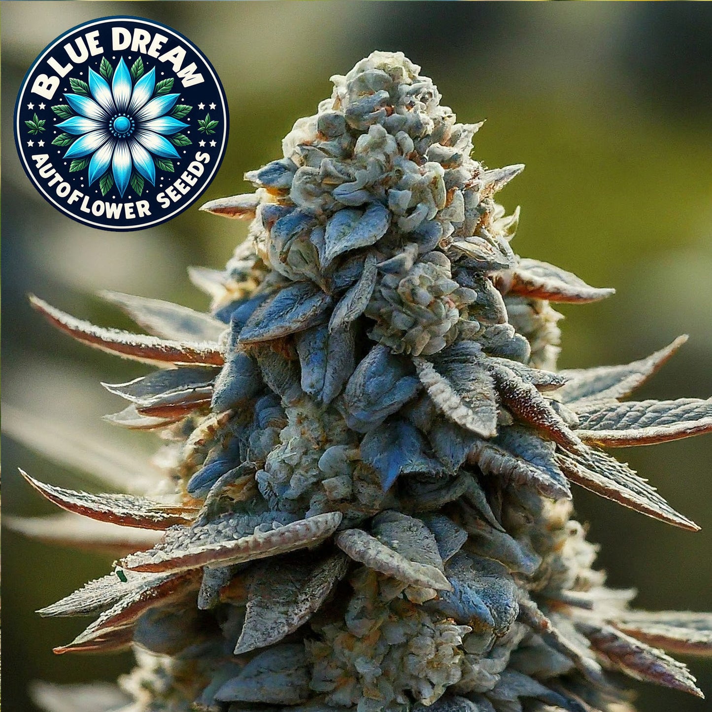 Blue Dream Autoflower Seeds