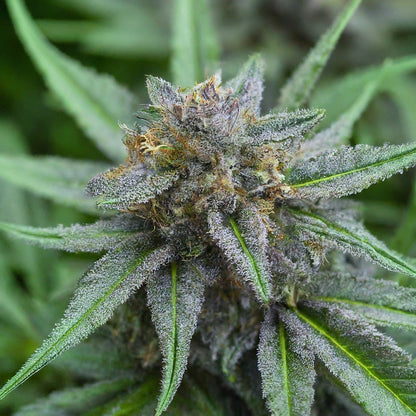 Blue Haze - Sativa Feminized Marijuana Seeds