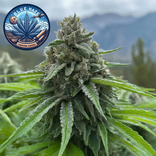 Blue Haze Feminized Seeds