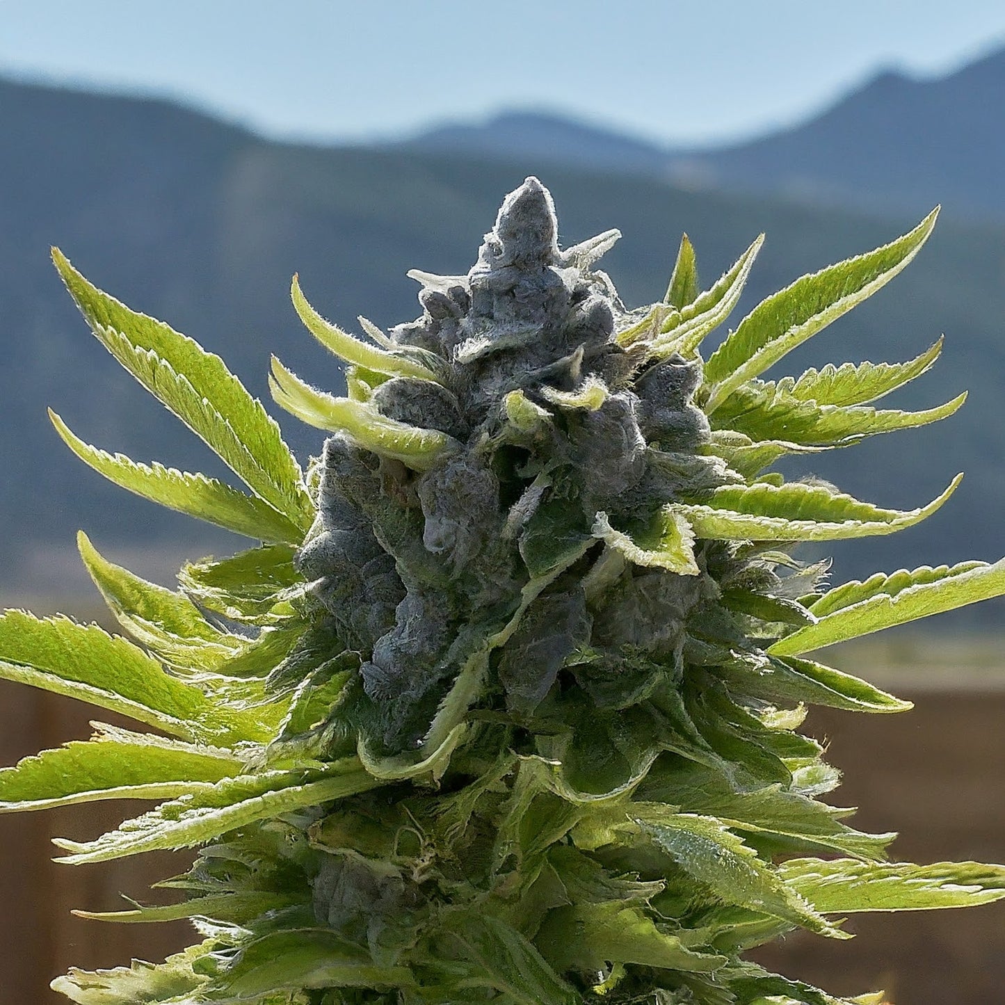 Blueberry - Indica Feminized Marijuana Seeds