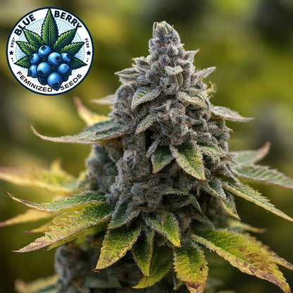 Blueberry OG Feminized Seeds