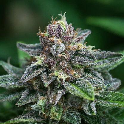 Blueberry - Indica Feminized Marijuana Seeds