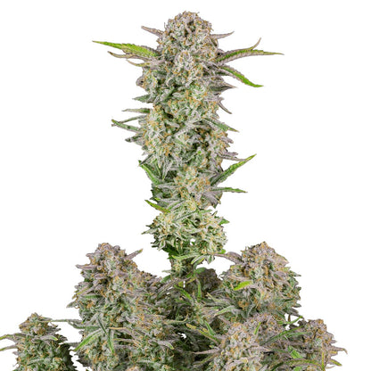 Bruce Banner - Sativa Autoflower Marijuana Seeds