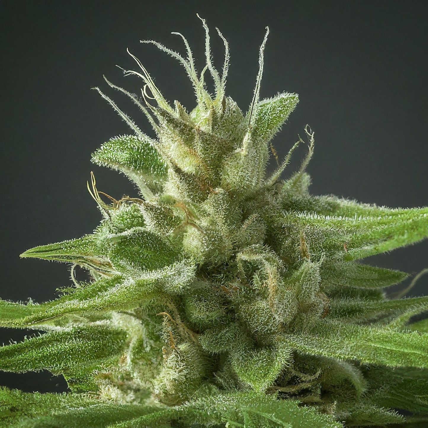 Bubba Kush - Indica Feminized Marijuana Seeds