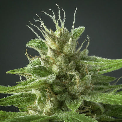 Bubba Kush - Indica Feminized Marijuana Seeds