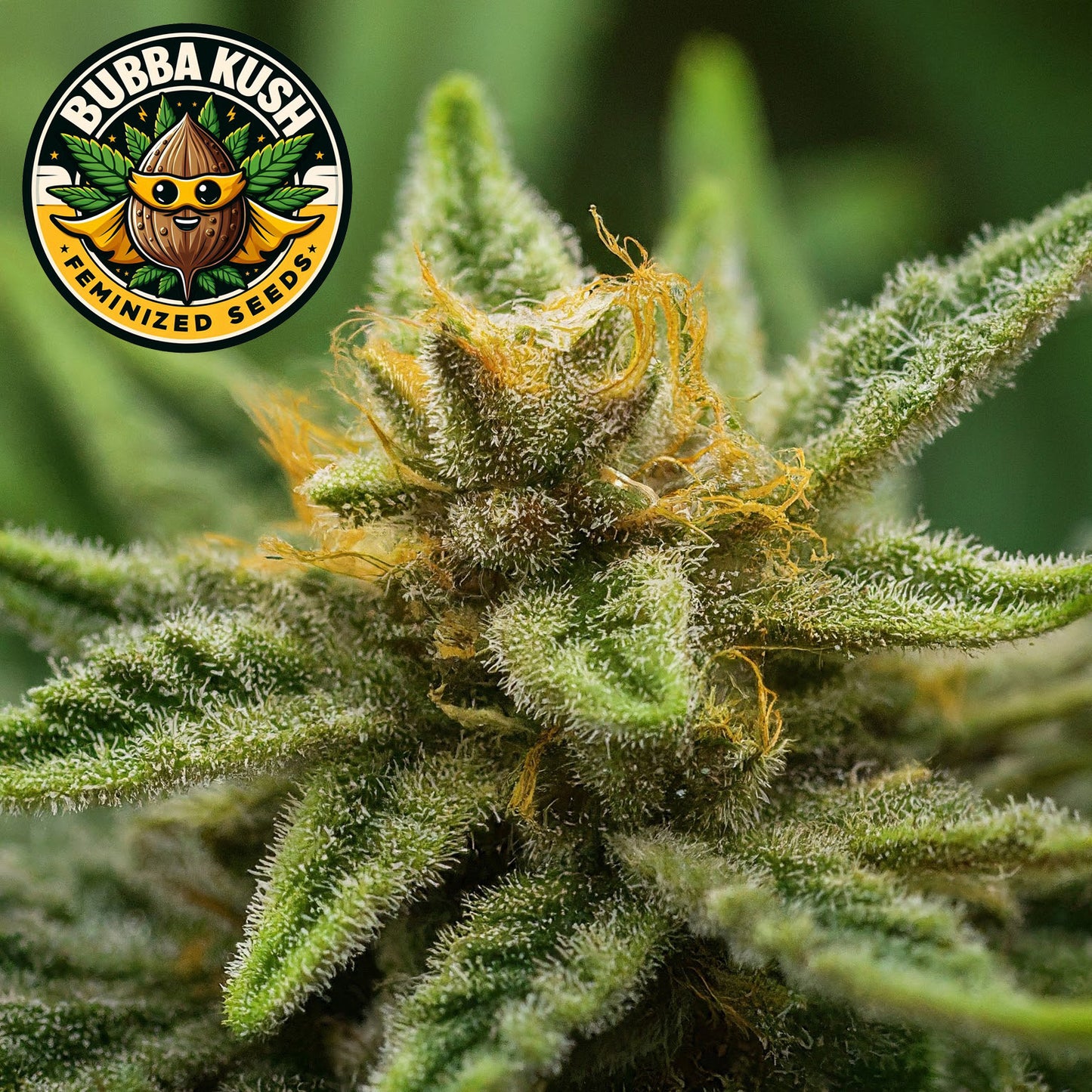 Bubba Kush Feminized Seeds