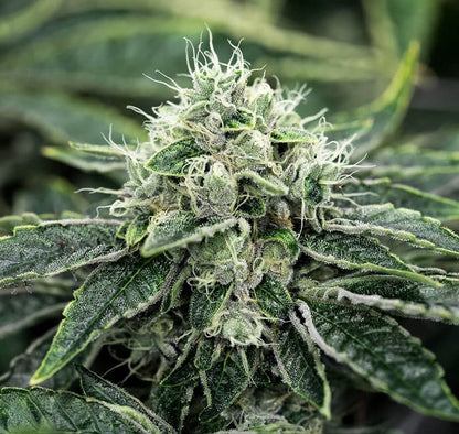 Chemdawg - Indica Feminized Marijuana Seeds