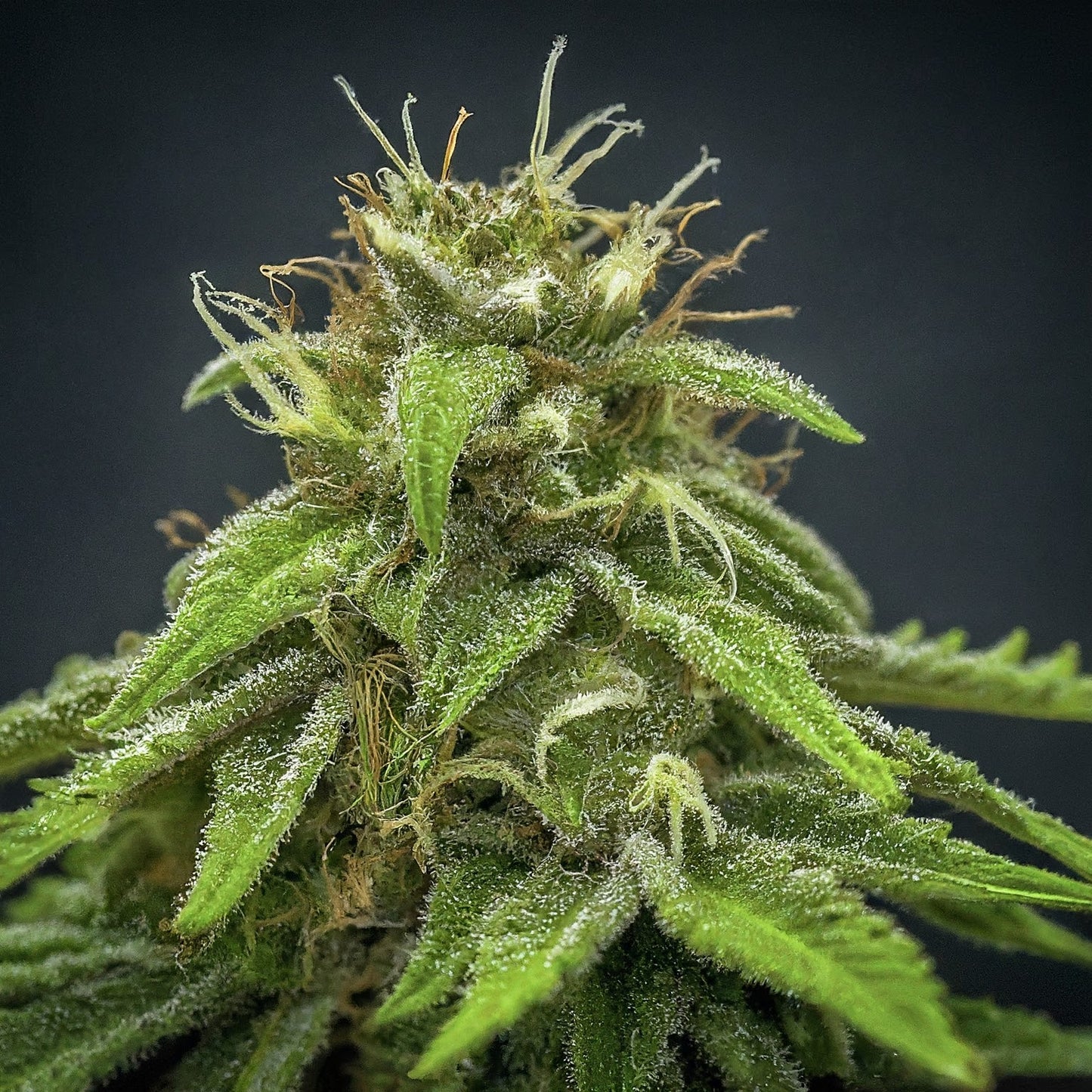 Chemdawg - Indica Feminized Marijuana Seeds