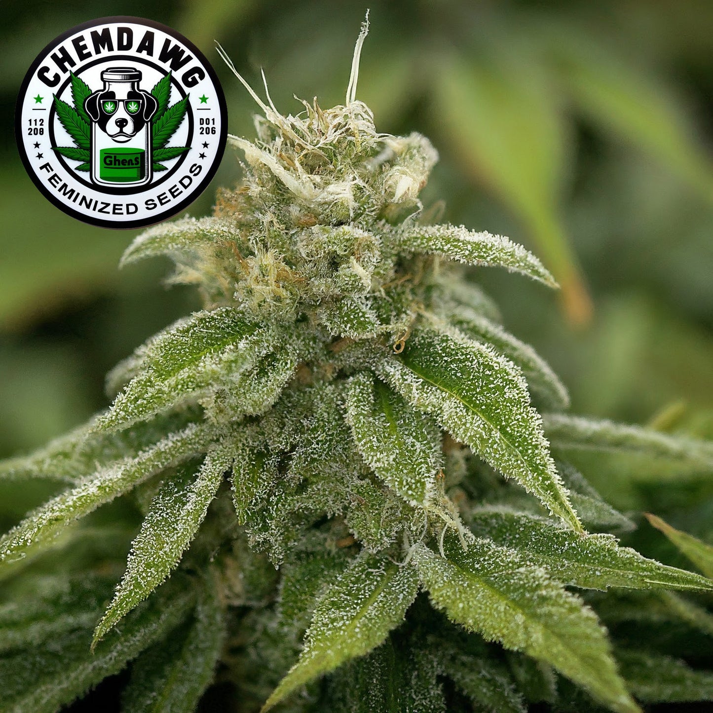 Chemdawg Feminized Seeds