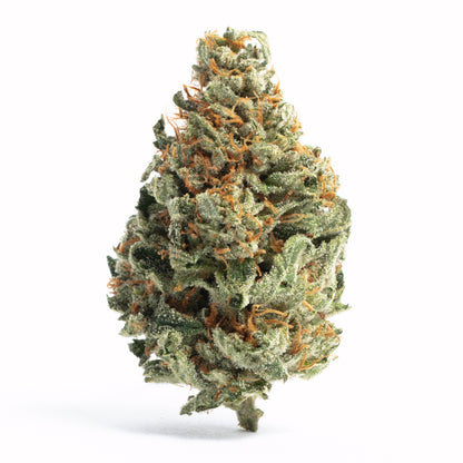 Chocolope - Sativa Feminized Marijuana Seeds