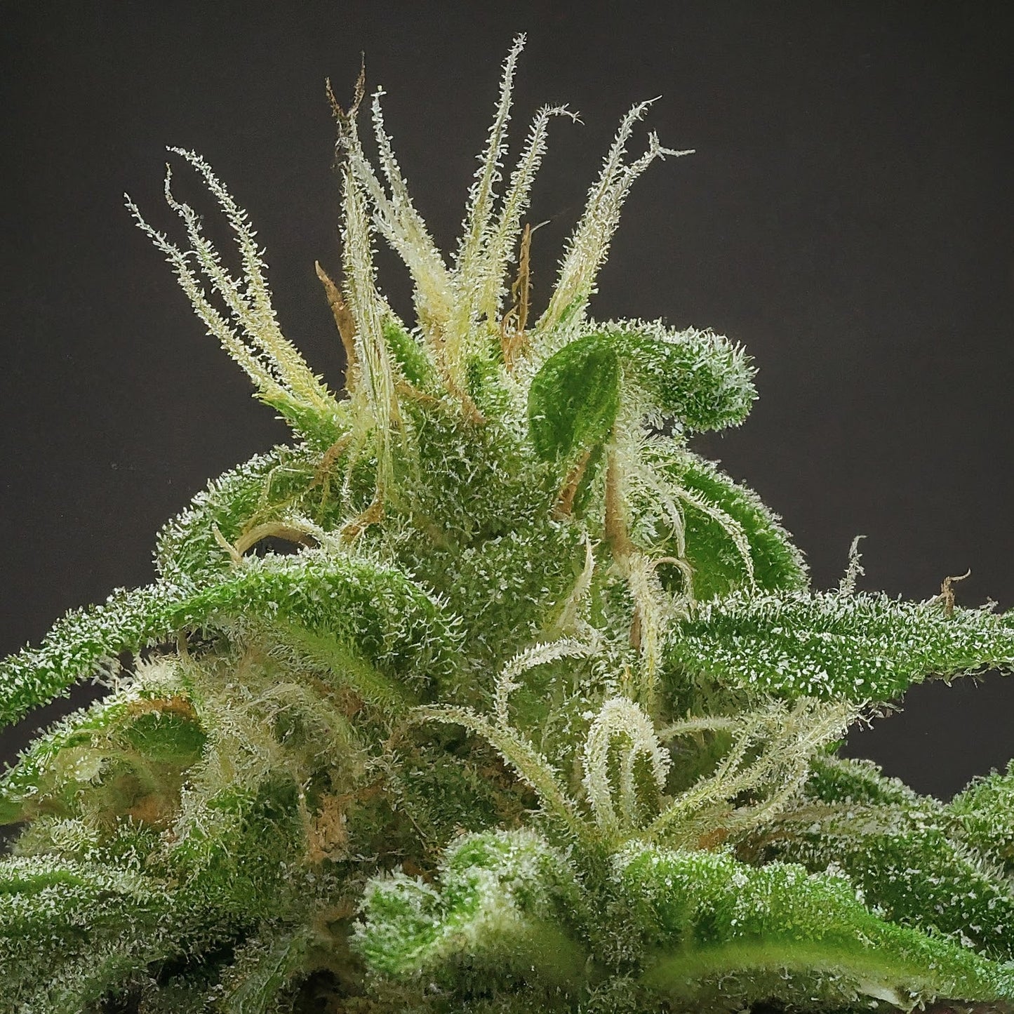 Chocolope - Sativa Feminized Marijuana Seeds