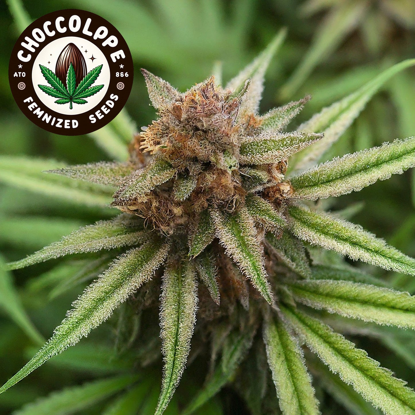 Chocolope Feminized Seeds