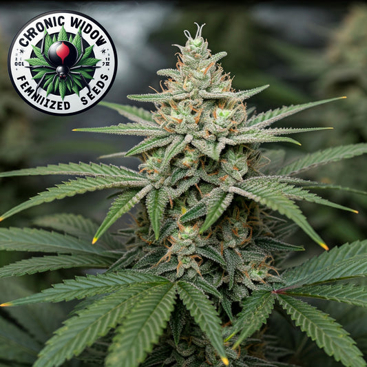 Chronic Widow  Feminized Seeds