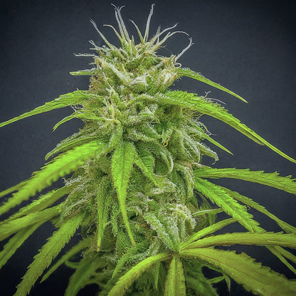 Durban Poison Feminized Seeds