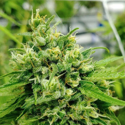 Durban Poison - Sativa Feminized Marijuana Seeds