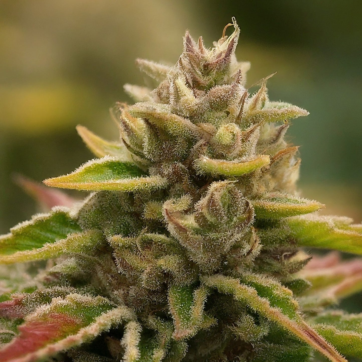 Fruit Salad - Indica Feminized Marijuana Seeds