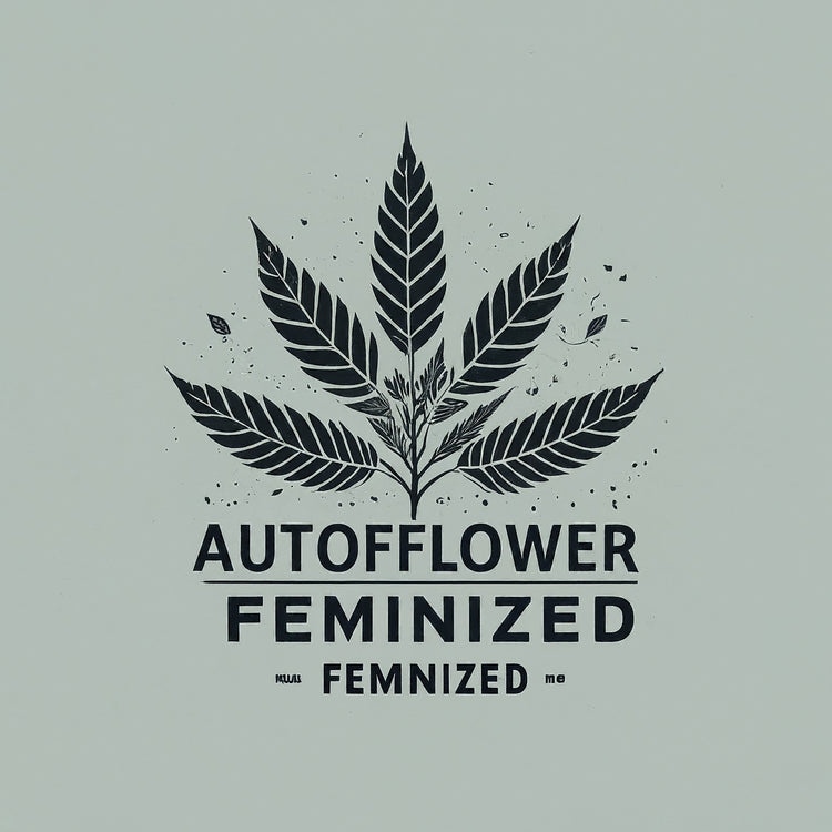 autoflower cannabis seeds