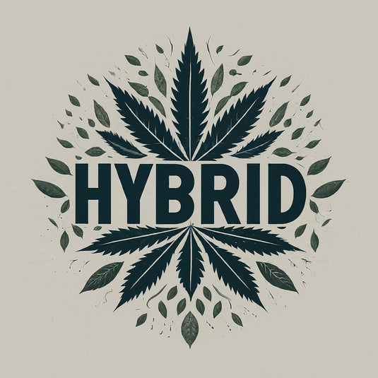 Hybrid Feminized Cannabis Seeds