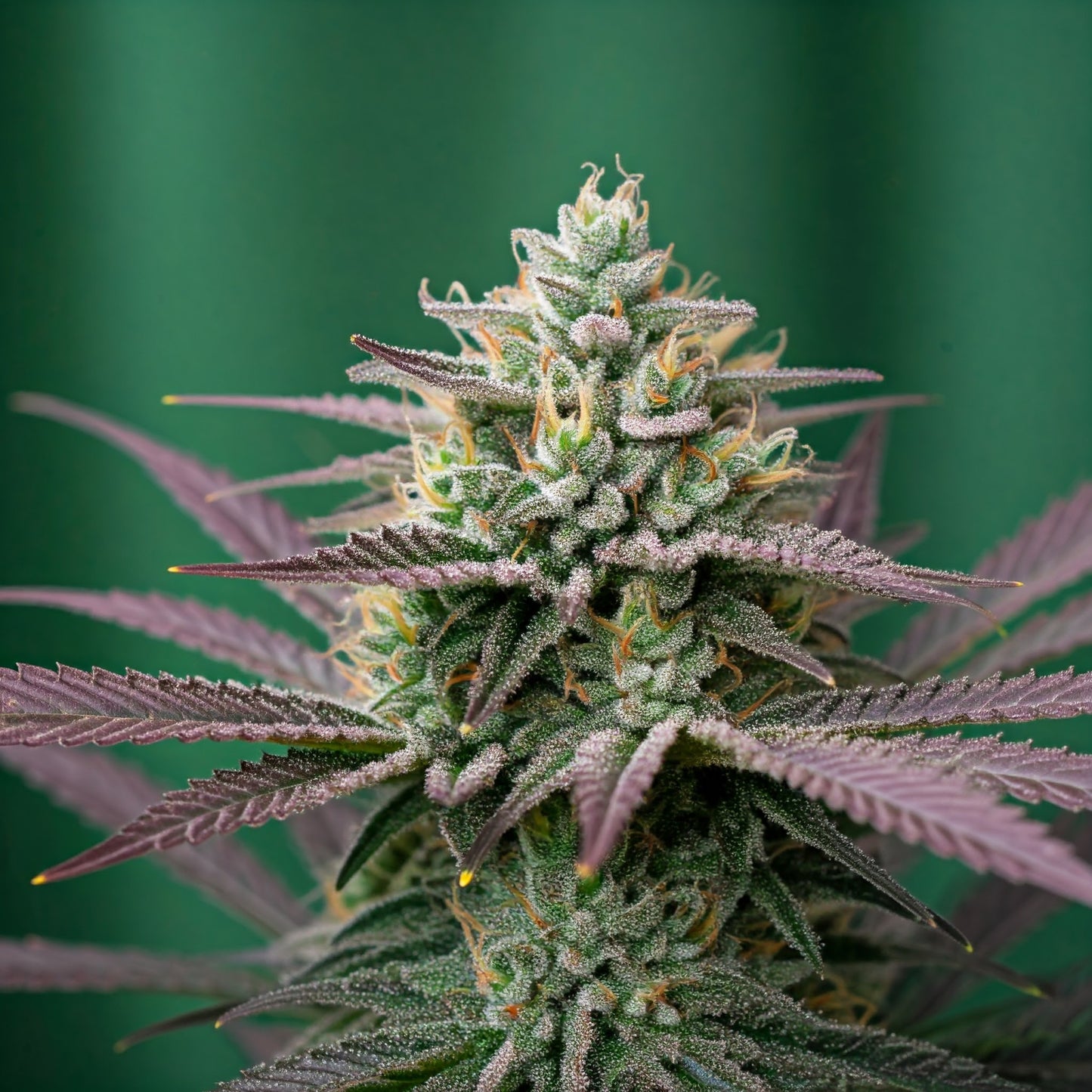 Afghan Kush Feminized Seeds