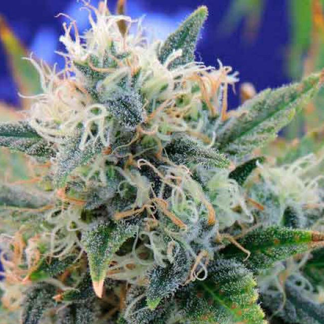 Girl Scout Cookies - Indica Feminized Marijuana Seeds