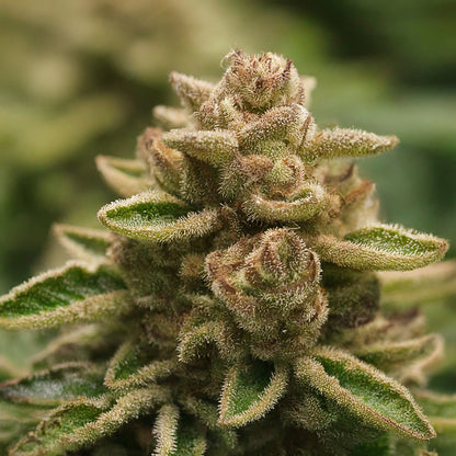 Girl Scout Cookies Feminized Seeds