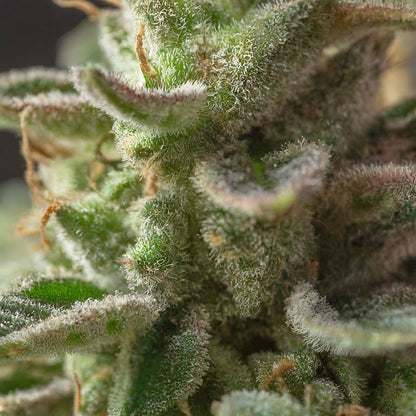 Girl Scout Cookies Feminized Seeds