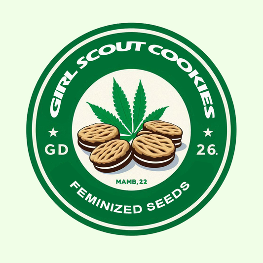 Girl Scout Cookies - Indica Feminized Marijuana Seeds