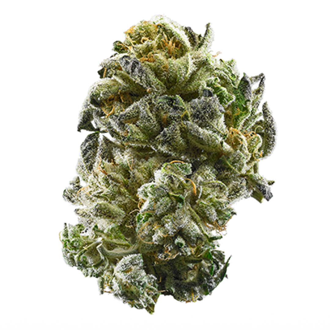 Girl Scout Cookies - Indica Feminized Marijuana Seeds