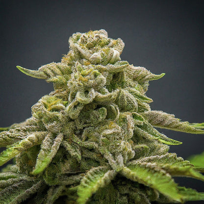 Godfather OG Feminized Seeds