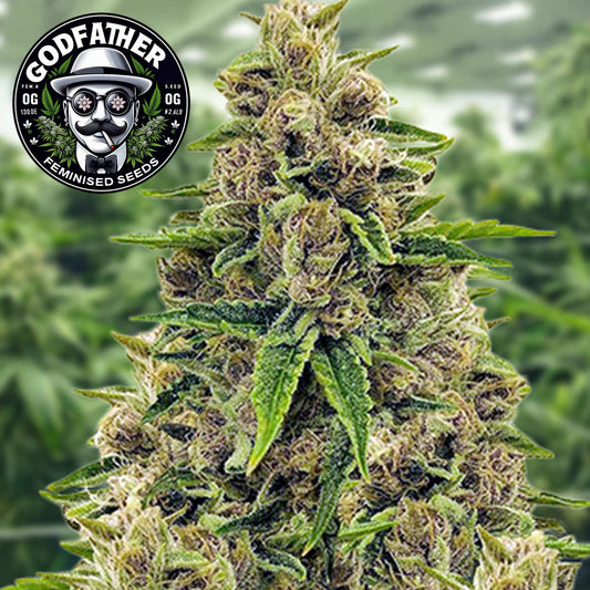 Godfather OG Feminized Seeds