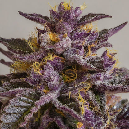 Granddaddy - Purple Autoflower Marijuana Seeds