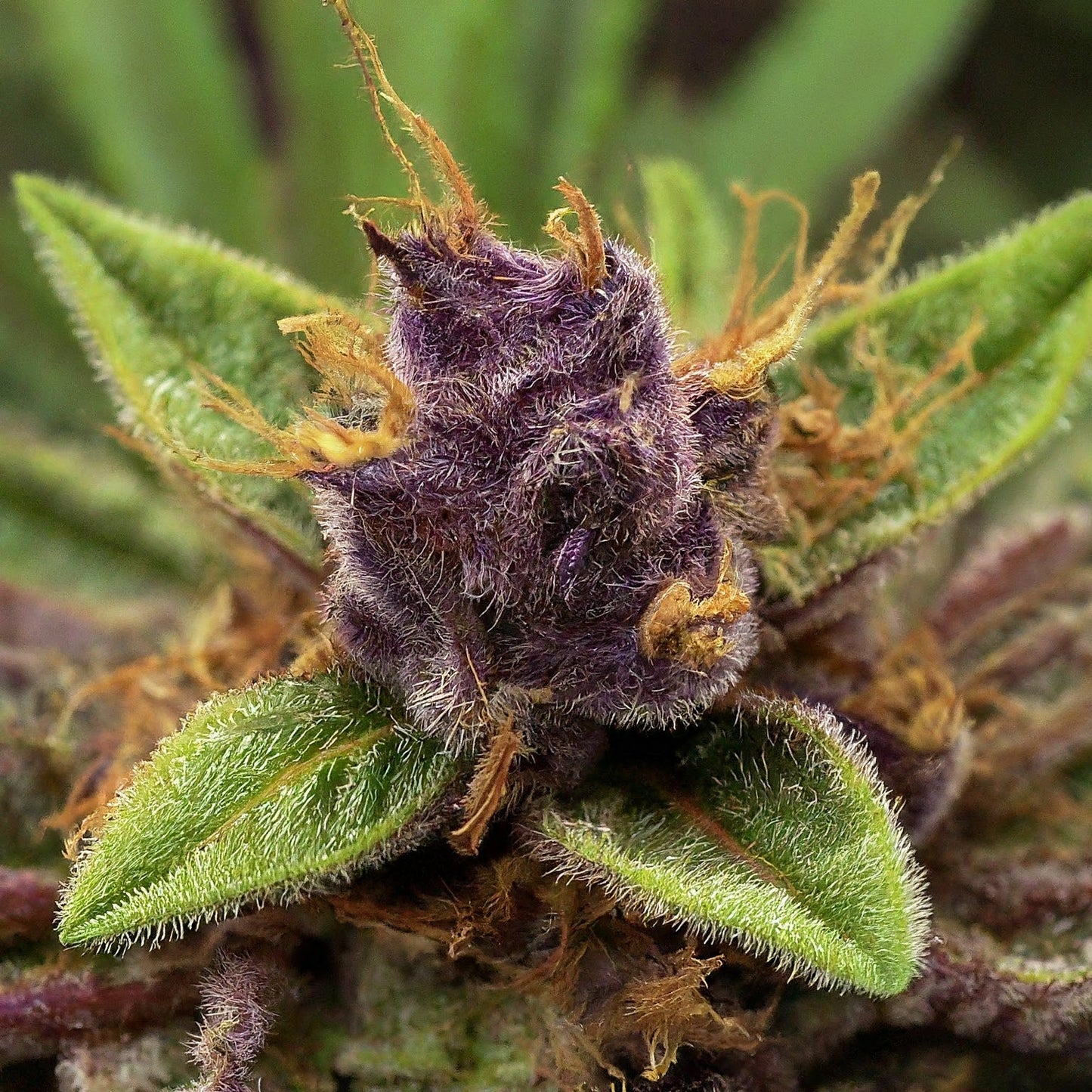 Granddaddy - Purple Autoflower Marijuana Seeds