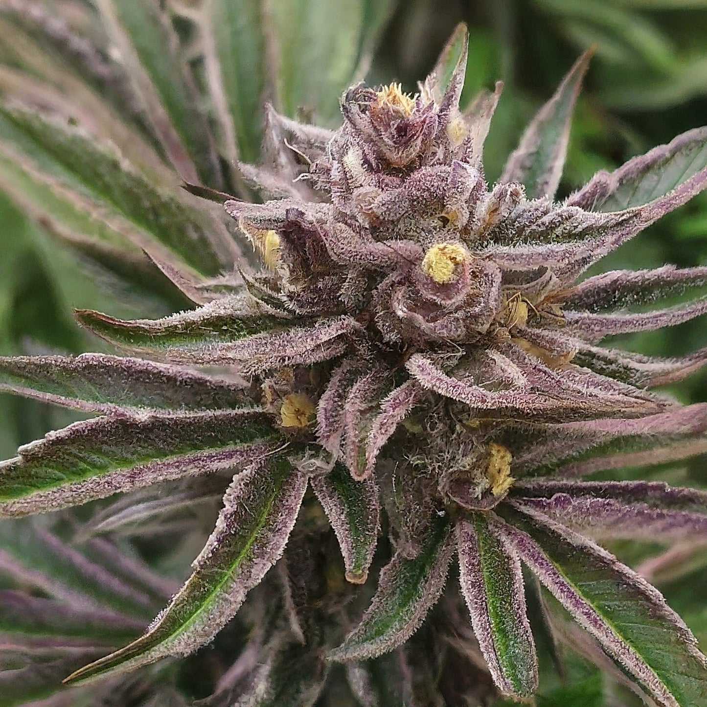 Granddaddy - Purple Autoflower Marijuana Seeds