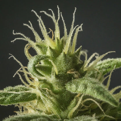 Hindu Kush - Indica Feminized Marijuana Seeds