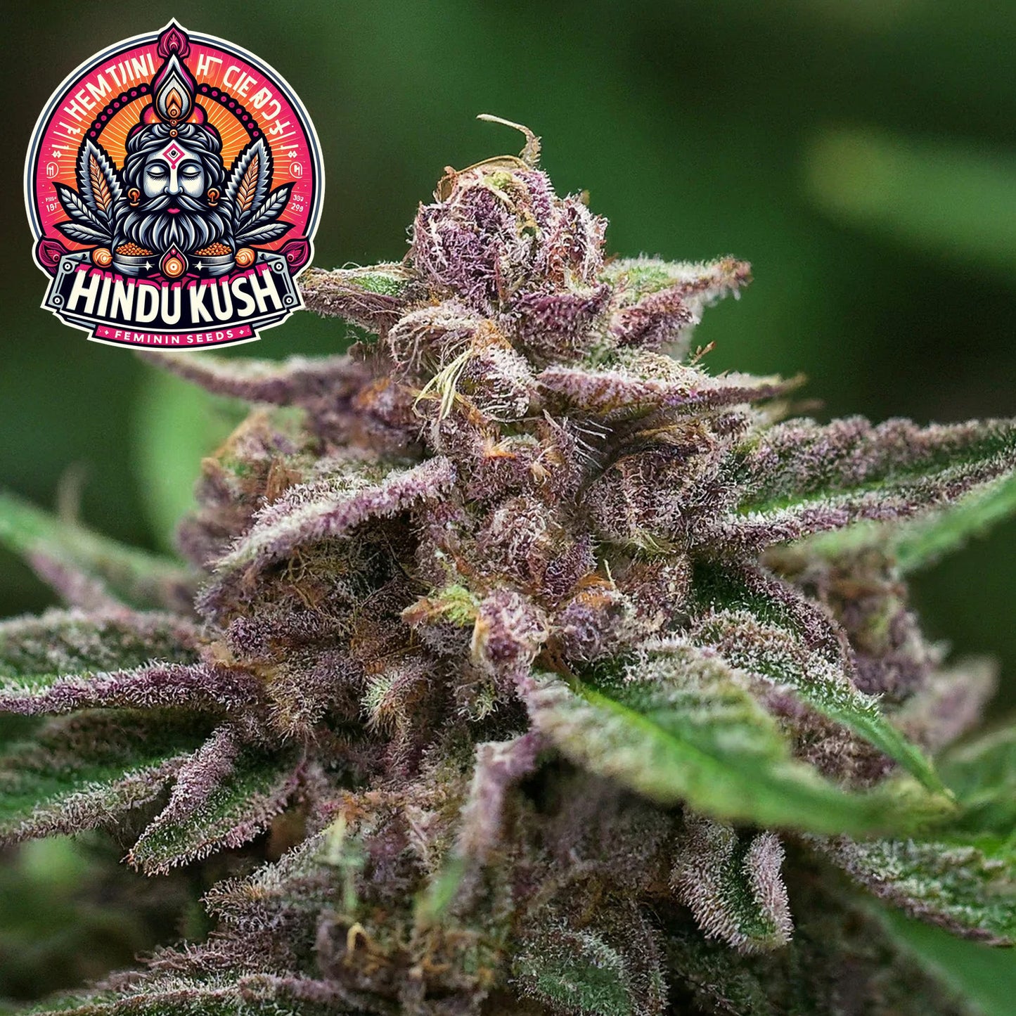 Hindu Kush Feminized Seeds