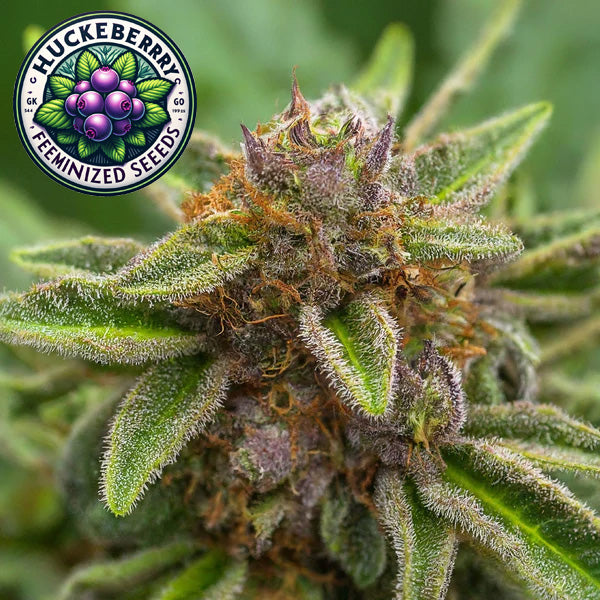 Huckleberry Regular Seeds