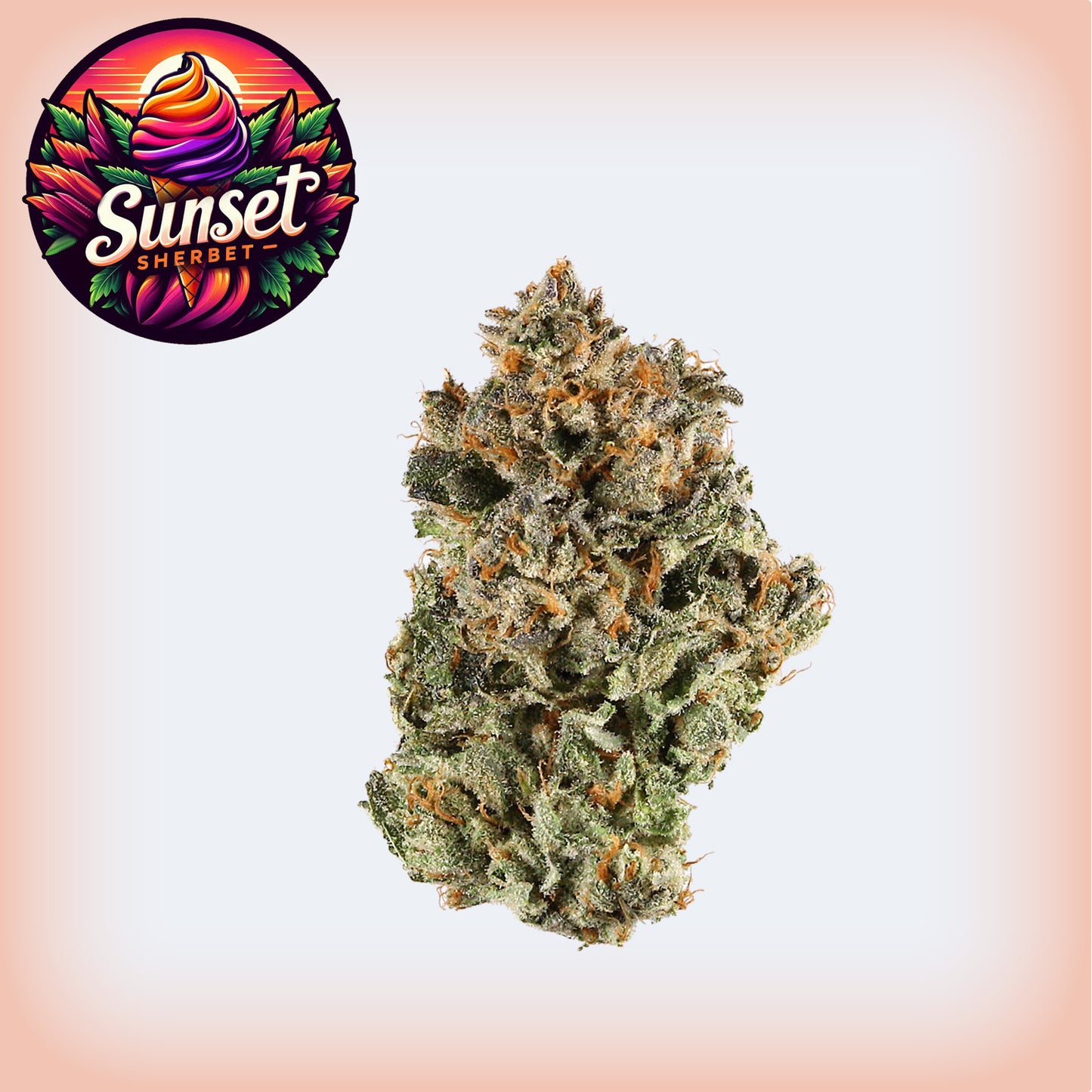 Sunset Sherbet THCa